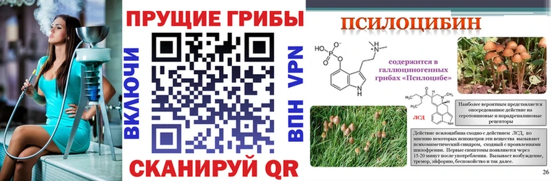 Купить закладки  Курчалой  Псилоцибиновые грибы мицелий 